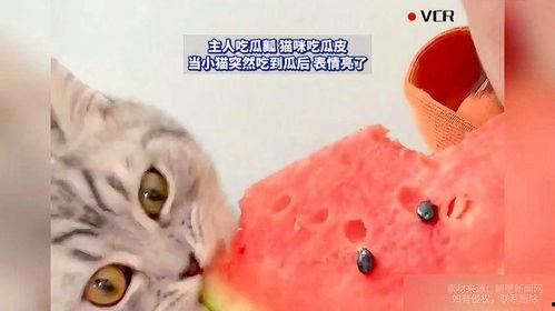 猫吃瓜怎么吃,猫咪的独特“瓜食”方式揭秘