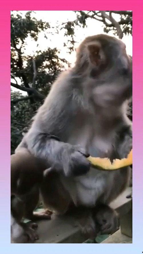 猴子吃瓜寓意