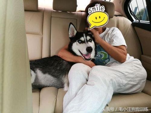 带你吃瓜奇葩狗,带你领略“带你吃瓜奇葩狗”的独特魅力