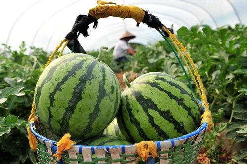 在湖南实习吃瓜,瓜田里的实习生活点滴