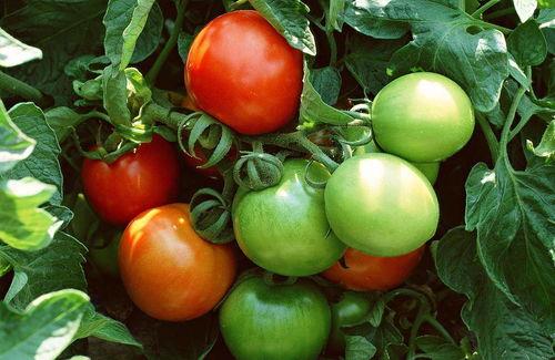 番茄小说吃瓜图鉴,揭秘吃瓜图鉴中的趣味人生